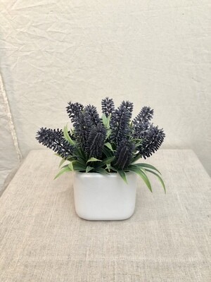 Lavender in Square Ceramic Vase 6.5" Lavender in Square Ceramic Vase 6.5"