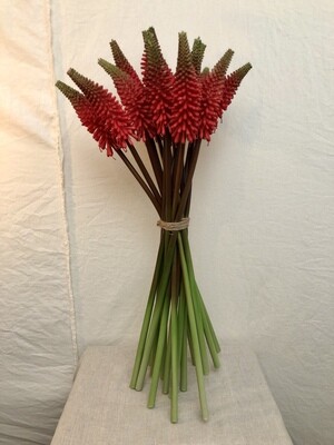 Red Hot Poker Spray 27"