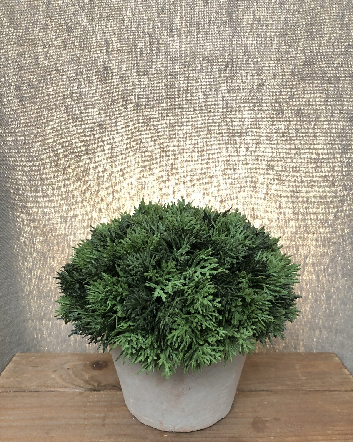 Cypress in Clay Pot 8" Cypress in Clay Pot 8"