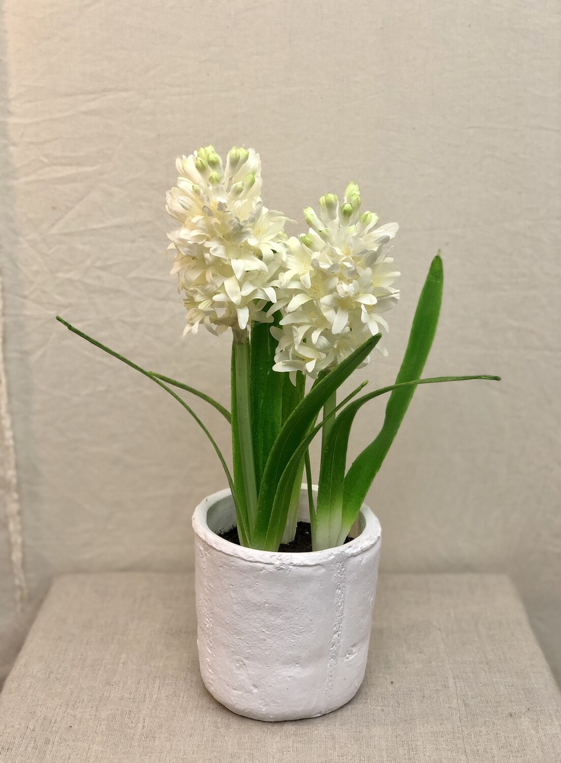 Hyacinth in MGO Pot 16" Hyacinth in MGO Pot 16"