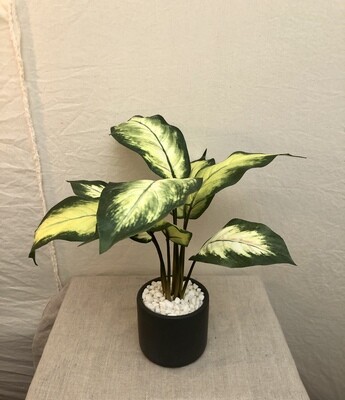 Dieffenbachia in Ceramic Pot 16.5&quot;