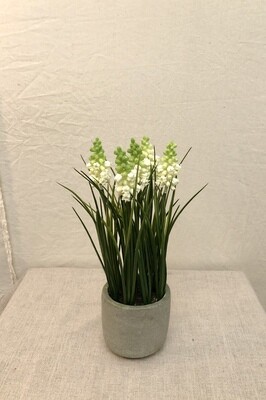Muscari in Pot White 11"