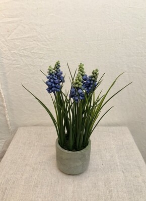 Muscari in Pot Blue 11&quot;