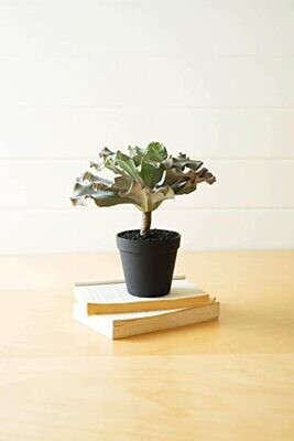 Artificial Succulent in Black Pot Artificial Succulent in Black Pot