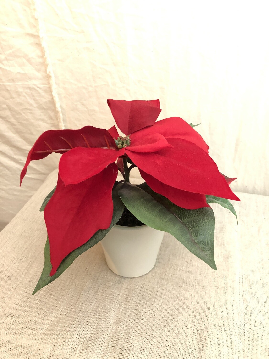 Poinsettia in Ceramic Vase 8"