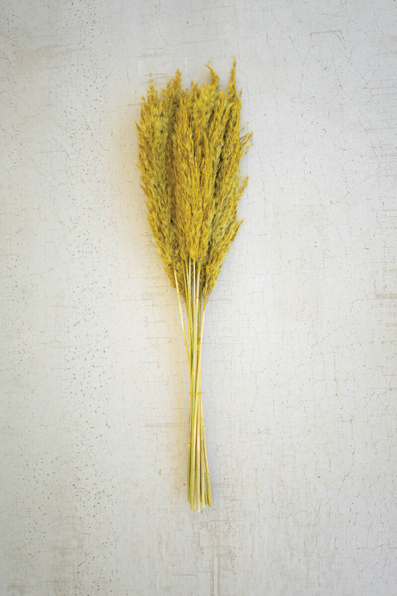 Bundle of 12 Mustard Pampas Grass