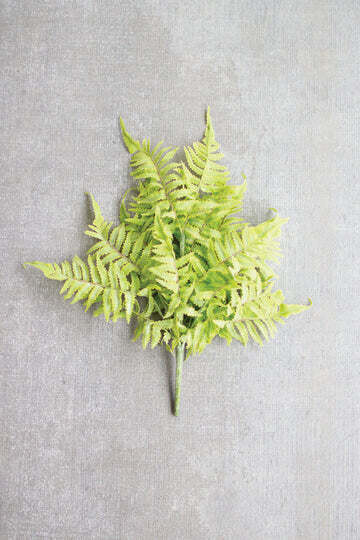 Fern Bundle Fern Bundle