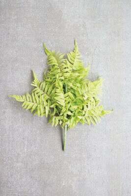 Fern Bundle Fern Bundle
