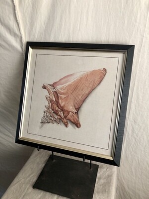 Framed Shell Print Under Glass II