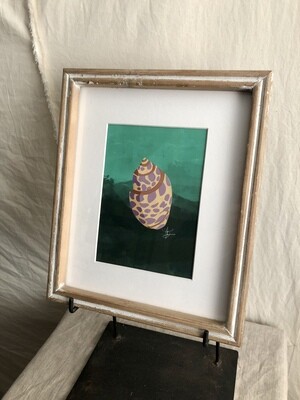 Framed Sea Shell Under Glass II