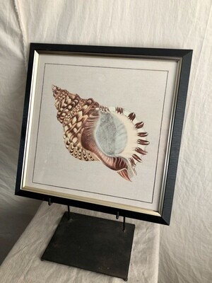 Framed Shell Print Under Glass I