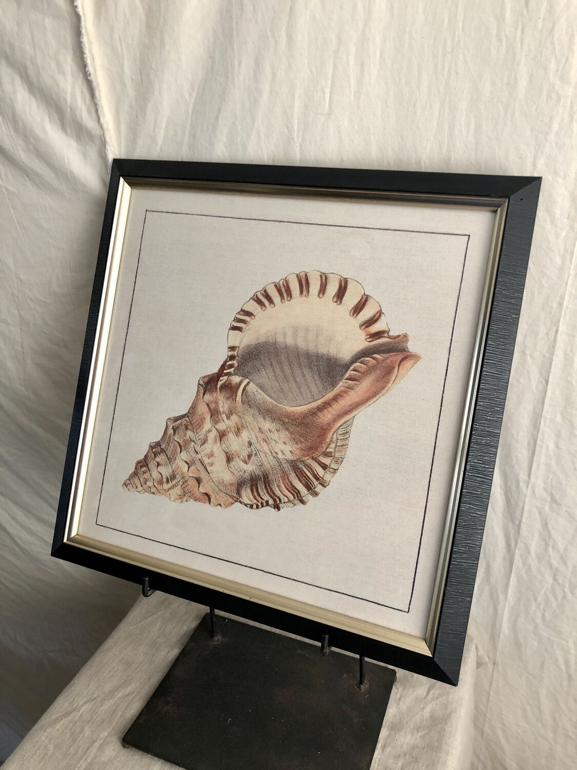 Framed Shell Print Under Glass III