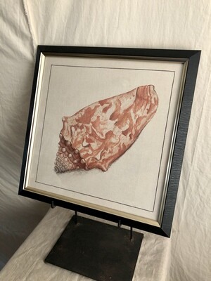 Framed Shell Print Under Glass VI