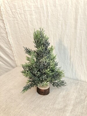 Frost Cypress Tree Med Frost Cypress Tree Med