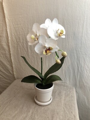 Phalaenopsis Plant in White Pot 14" Phalaenopsis Plant in White Pot 14"