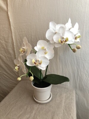 Phalaenopsis Plant in White Pot 15.5" Phalaenopsis Plant in White Pot 15.5"