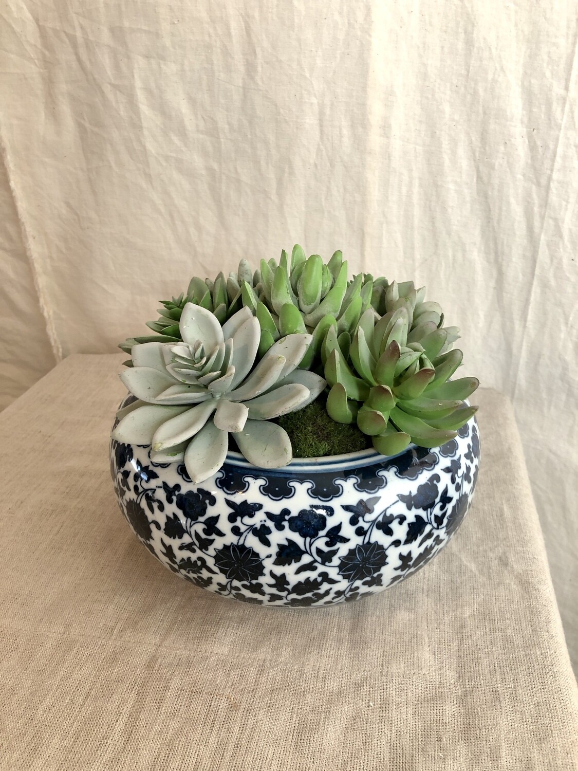 Succulent Garden in Ceramic Vase 7" Succulent Garden in Ceramic Vase 7"