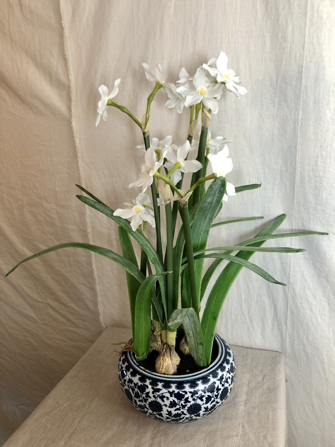 Narcissus in Ceramic Vase 22&quot;