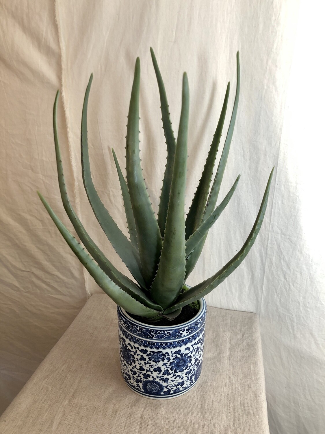 Agave in Ceramic Vase Gr 21" Agave in Ceramic Vase Gr 21"