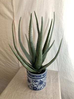 Agave in Ceramic Vase Gr 21"