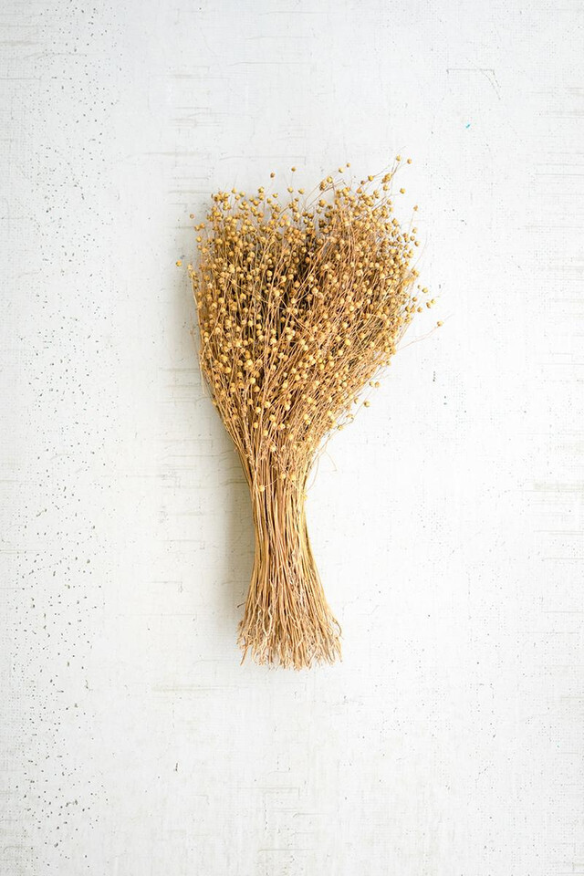 Bundle of Natural Lino Stems