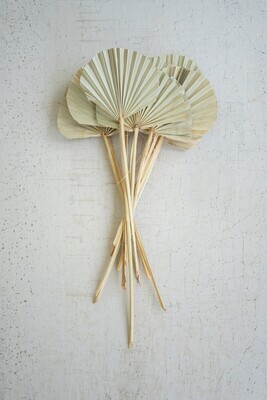 Bundle of 5 Natural Rounded Palm Spears