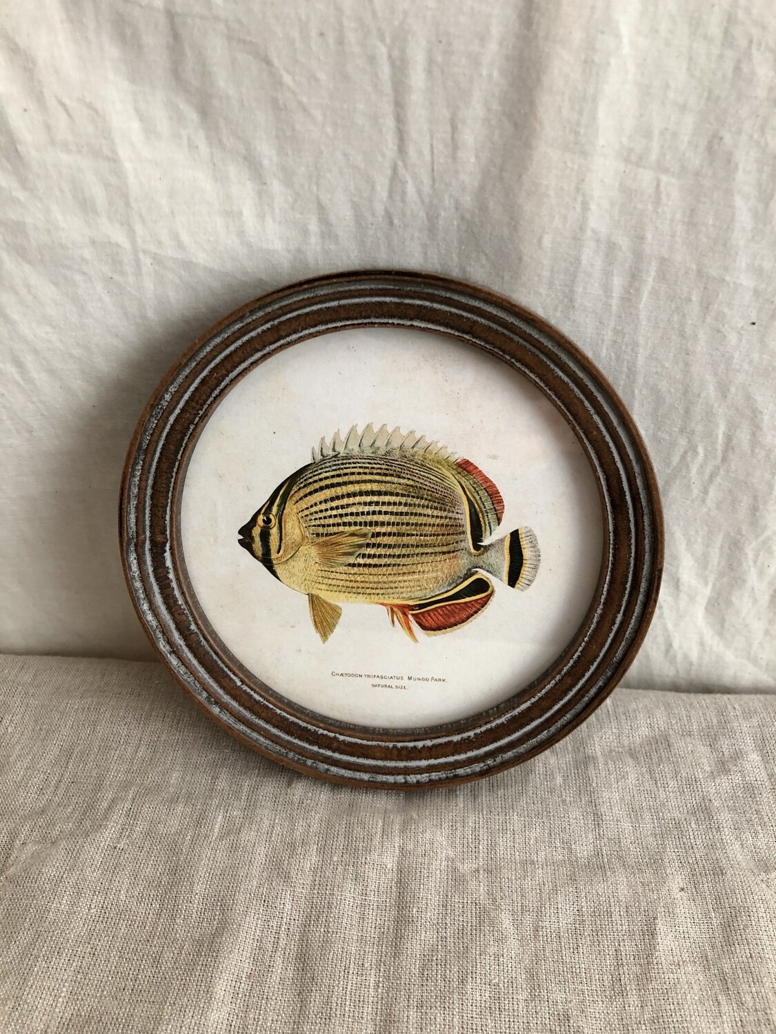 Round Framed Tropical Fish Print Under Glass III