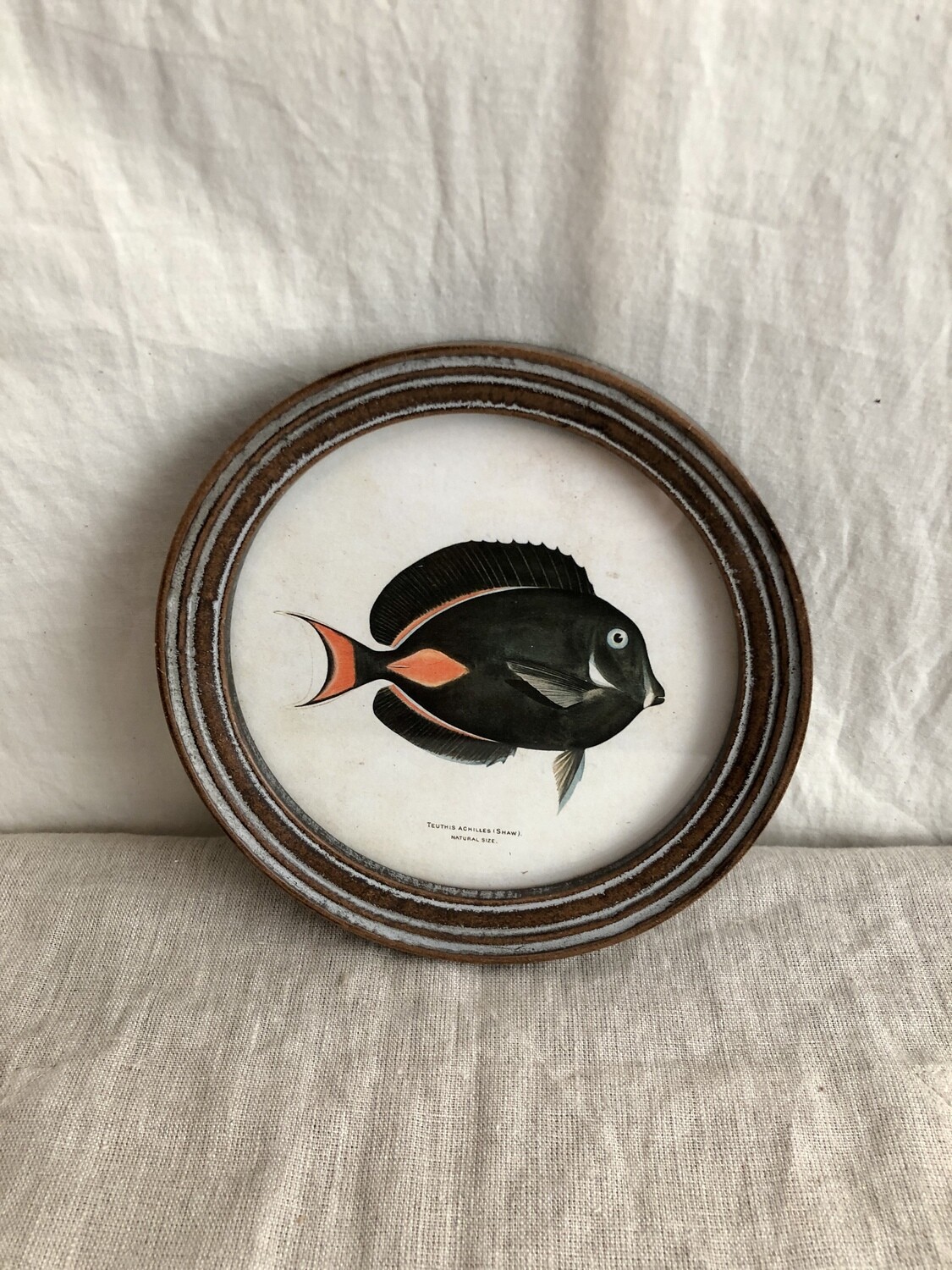 Round Framed Tropical Fish Print Under Glass I