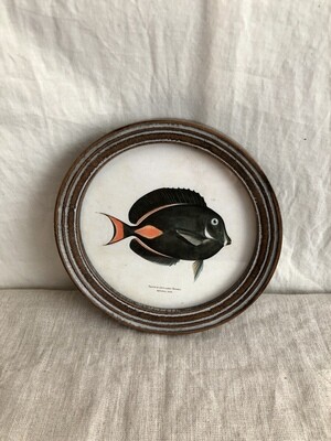 Round Framed Tropical Fish Print Under Glass I