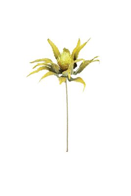 Botanica #3484