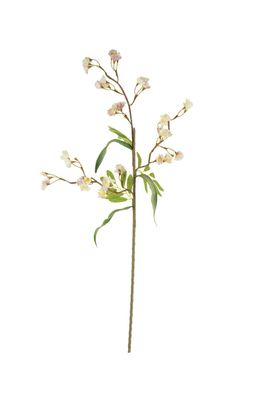 Botanica #3541