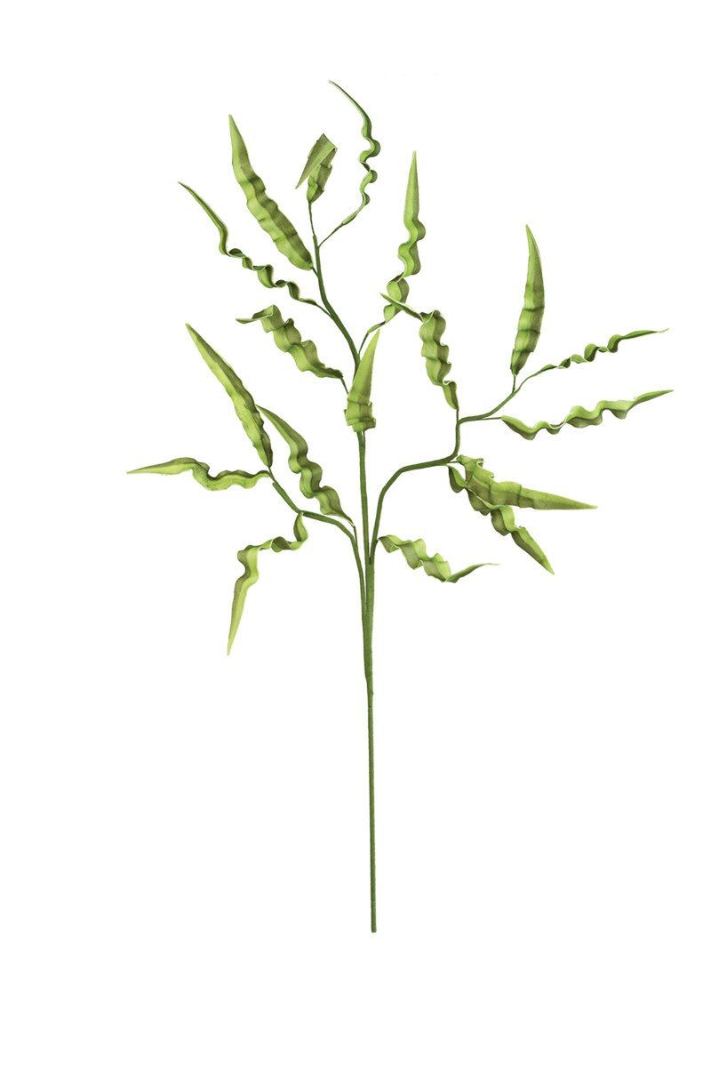 Botanica #2682