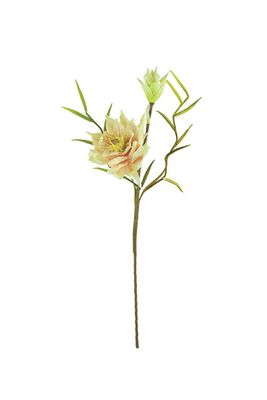 Botanica #2749