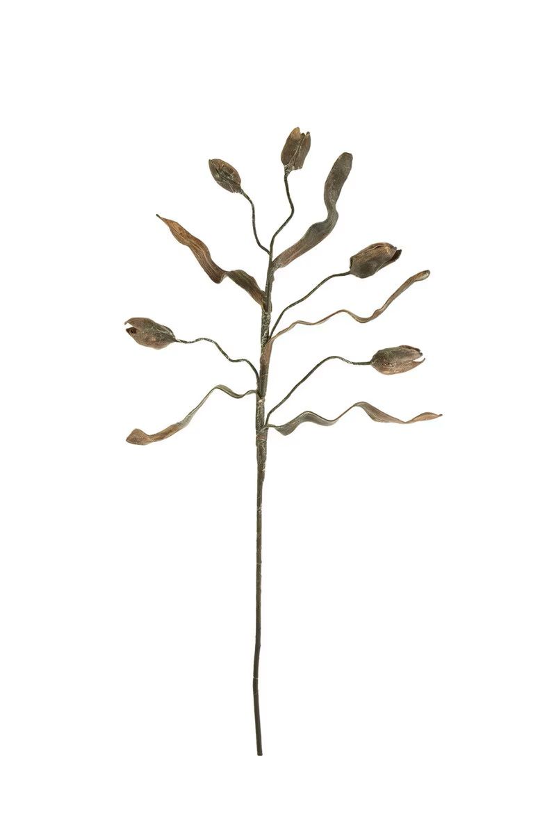 Botanica #2758