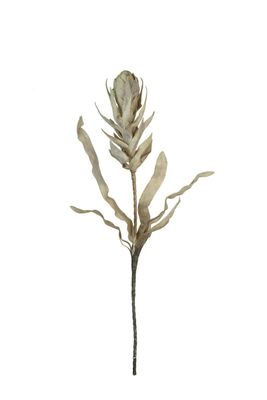 Botanica #2755