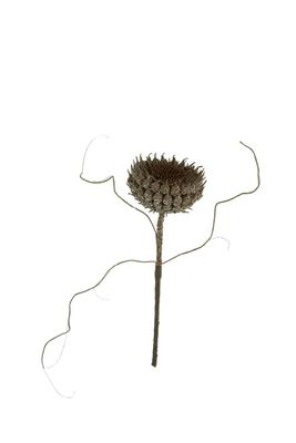 Botanica #2770