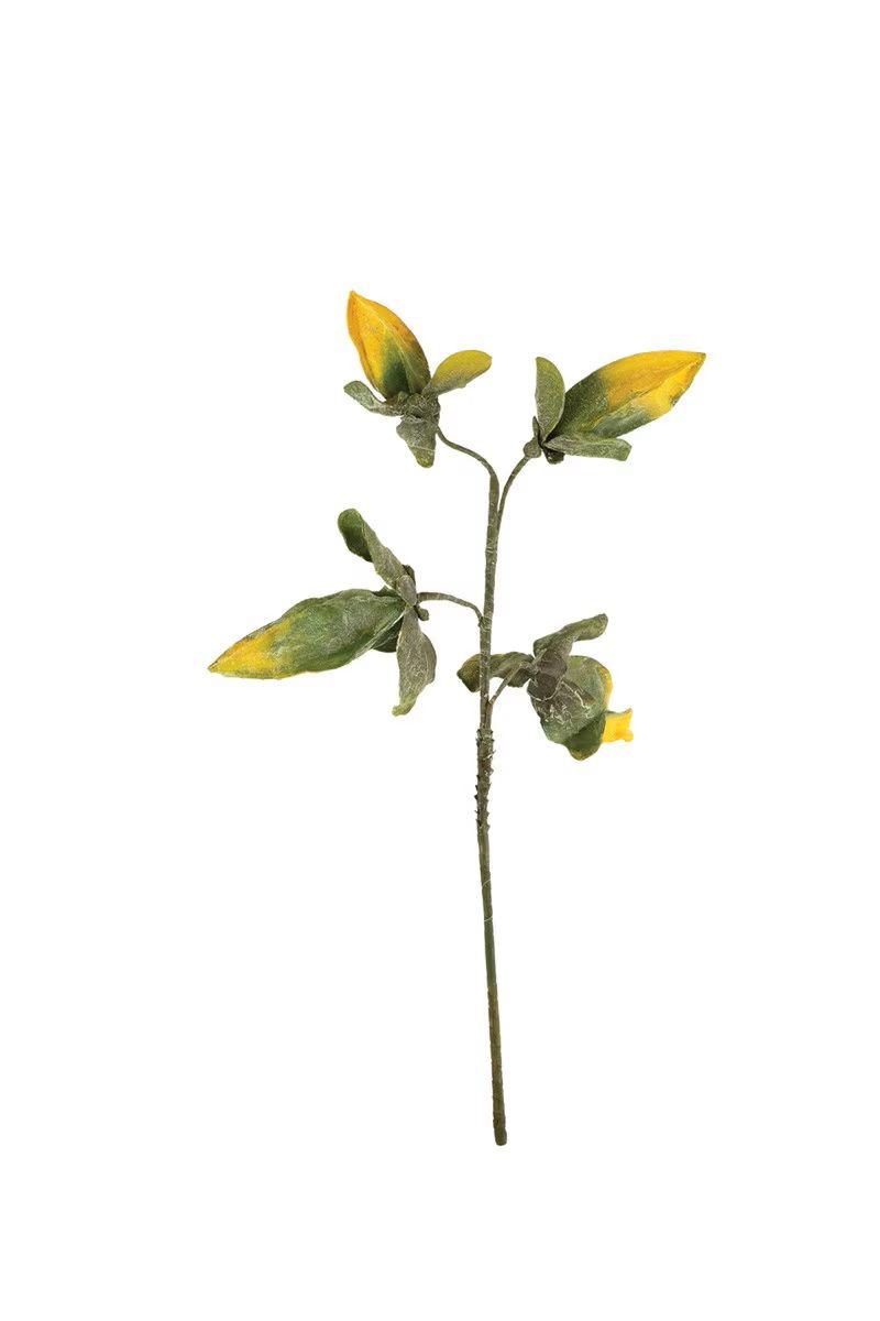Botanica #2774 Botanica #2774