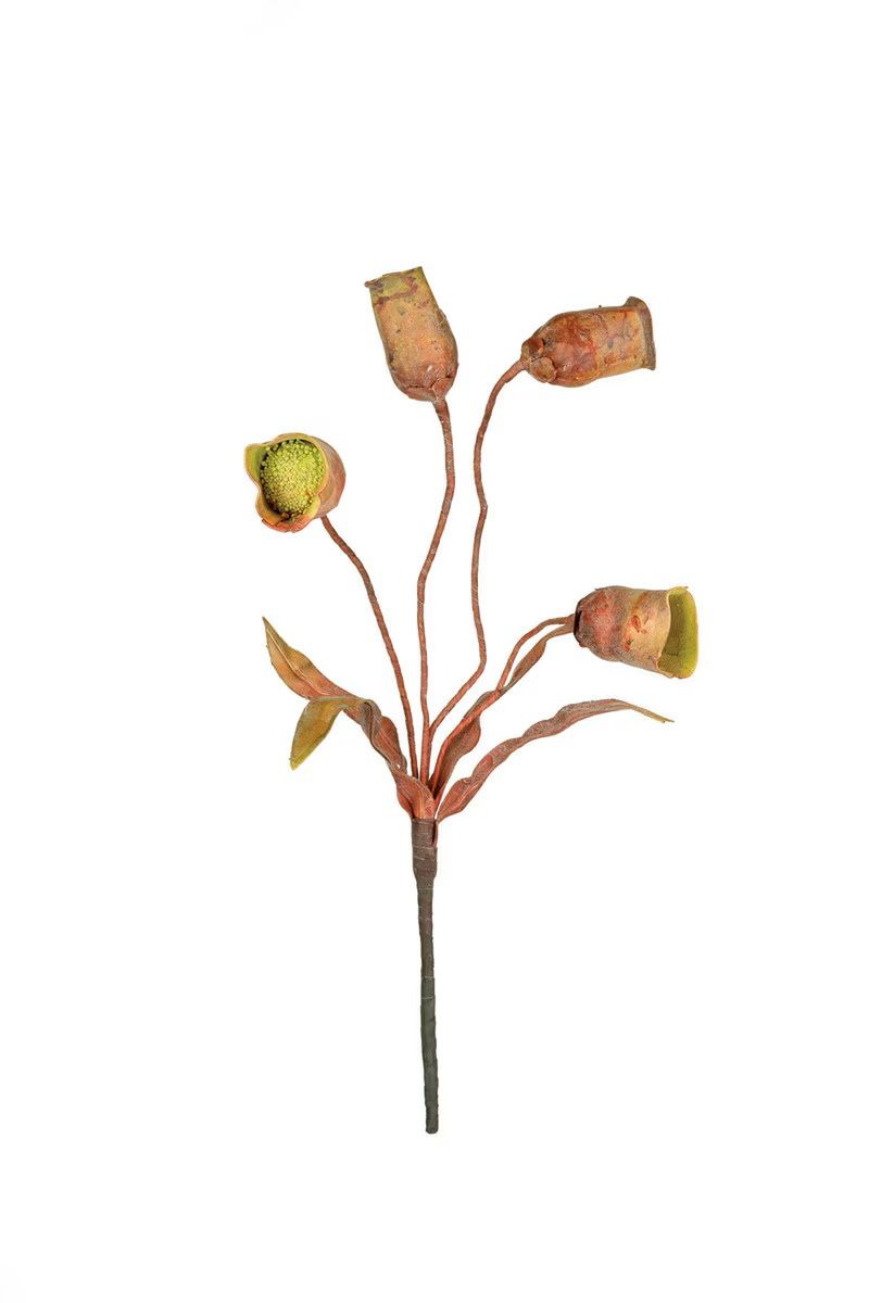 Botanica #2779