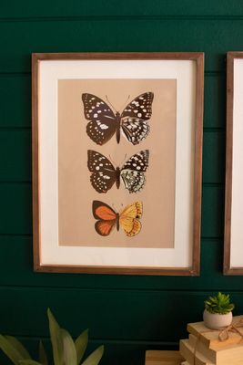 Framed Butterfly Print Under Glass II