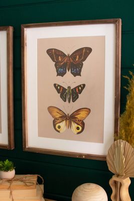 Framed Butterfly Print Under Glass I