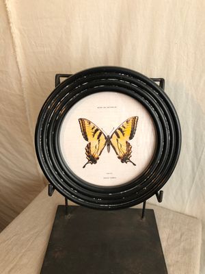 Round Framed Butterfly Print Under Glass IV