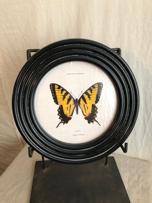 Round Framed Butterfly Print Under Glass I