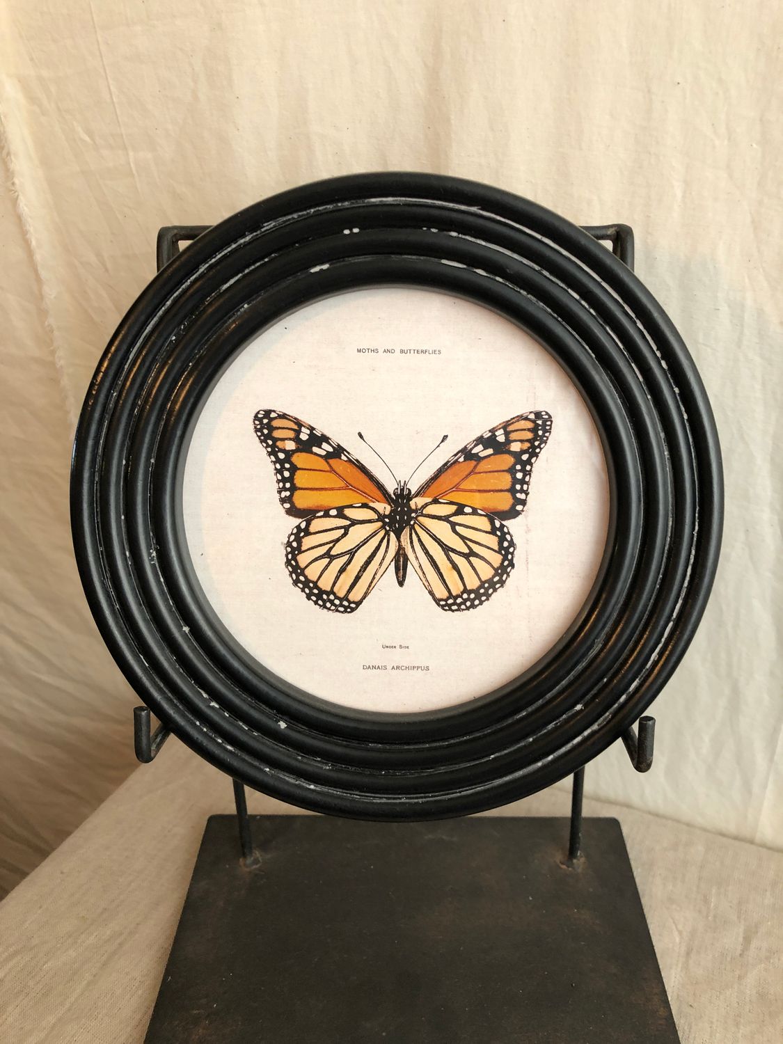 Round Framed Butterfly Print Under Glass II