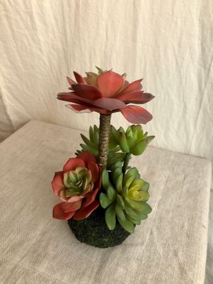 Artificial Succulent in a Moss Ball Base I