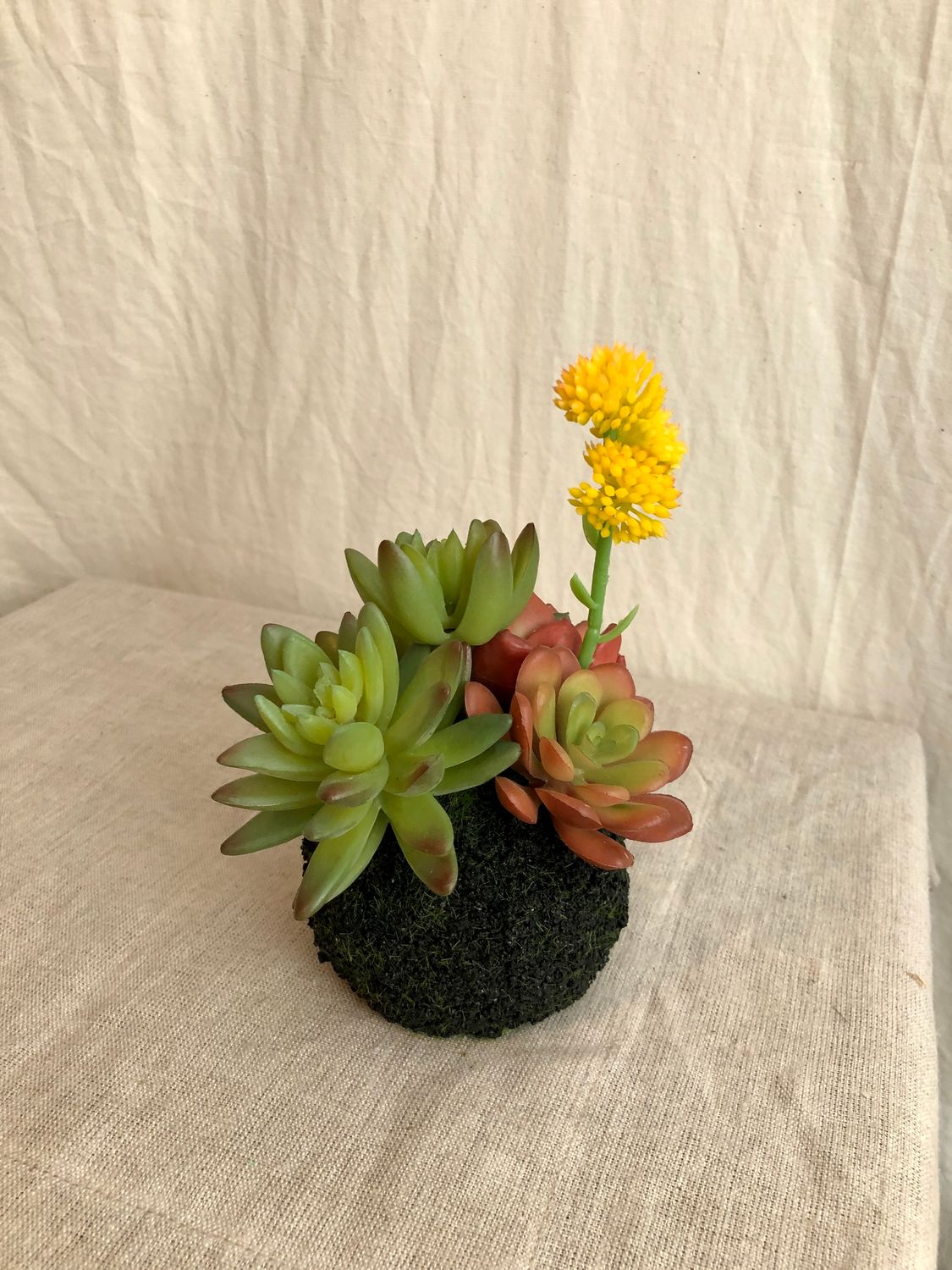 Artificial Succulent in a Moss Ball Base IV