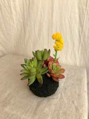 Artificial Succulent in a Moss Ball Base IV