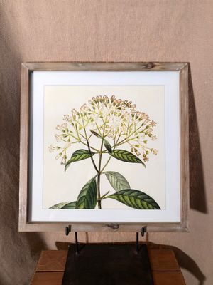 Framed Flower Print Under Glass II 16&quot; x 16.5&quot;