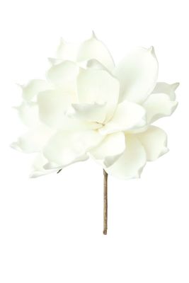 Botanica #1124