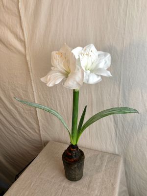 Amaryllis w/Bulb in Cement Pot 22&quot;
