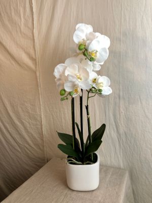 Phalaenopsis Plant 25&quot;